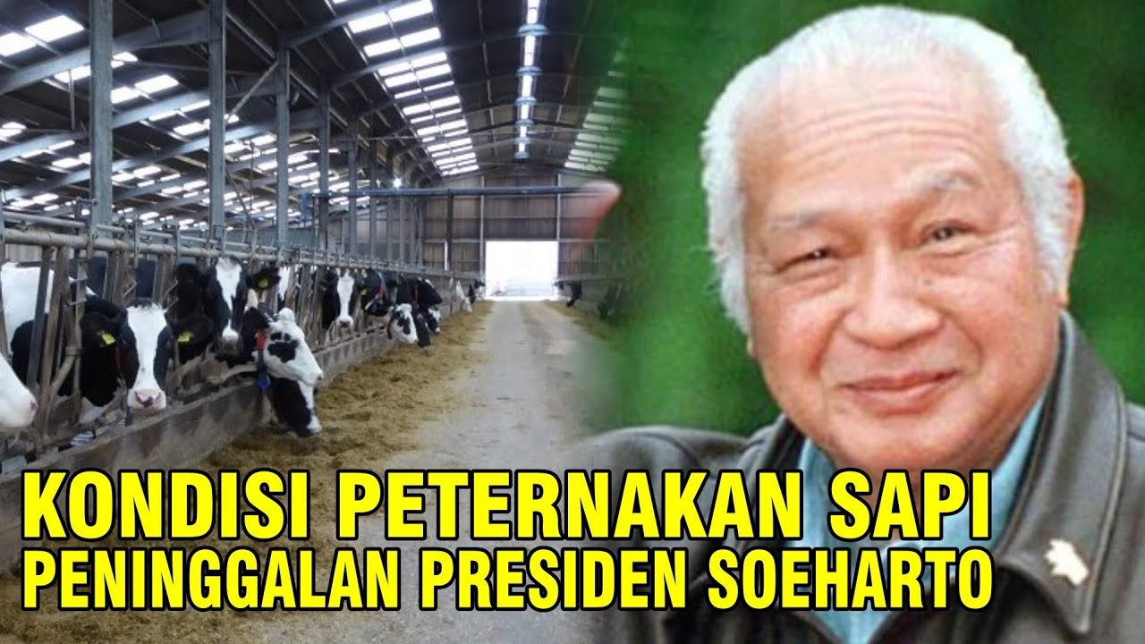 
                                 Peternakan-Sapi-Tapos-Soeharto
